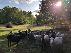 Flocken 2019.jpg